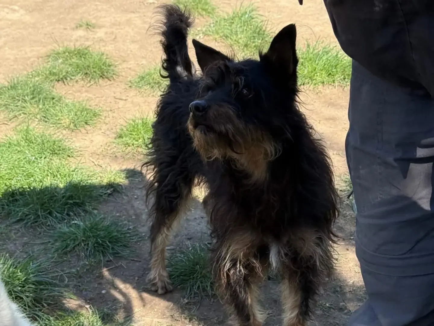 Adotta un cane, maschio, 4 anni e 5 mesi, Viterbo