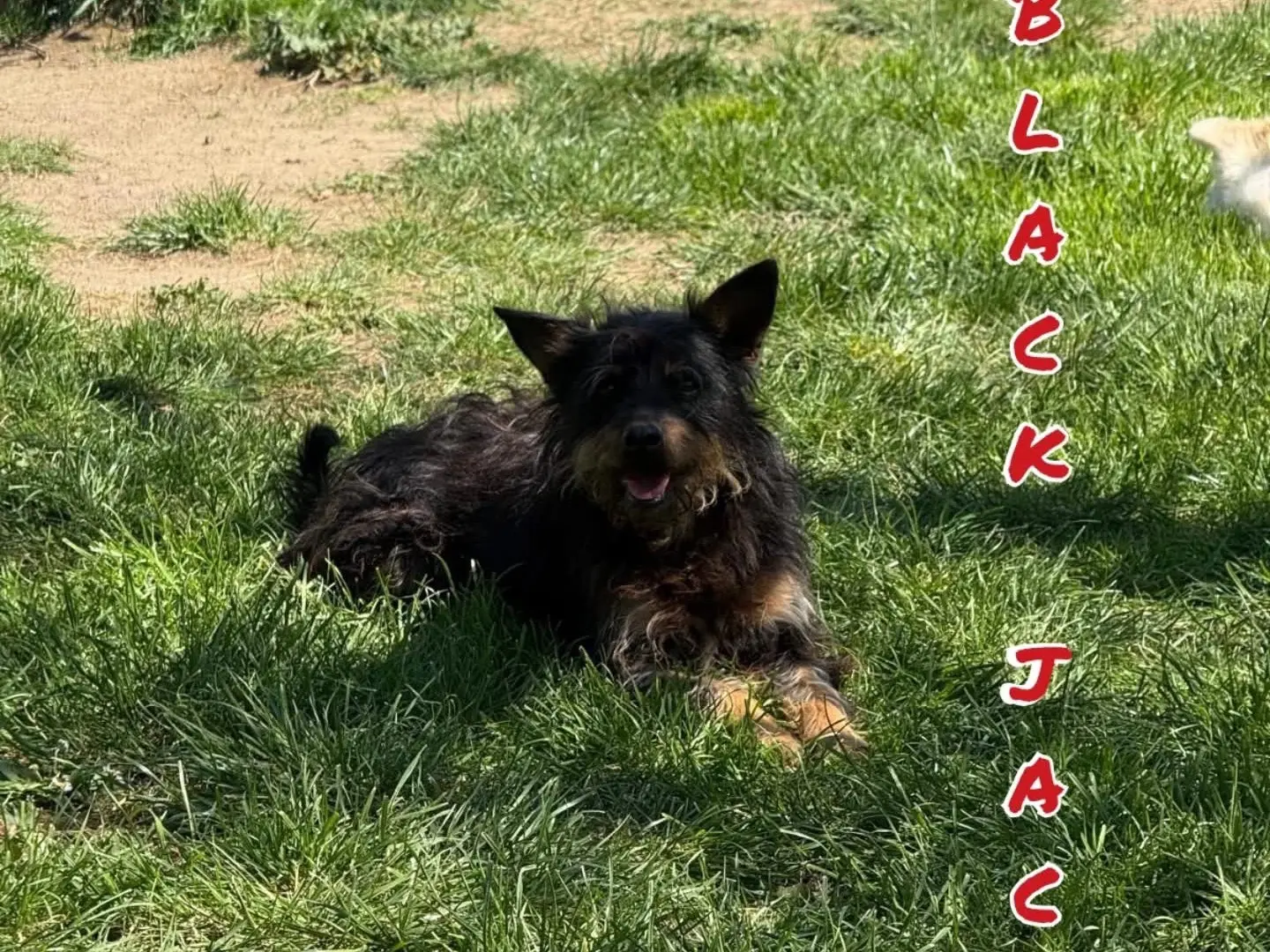 Adozione cane, maschio, Razza sconosciuta Razza sconosciuta, 4 anni e 5 mesi, taglia media contenuta, Viterbo