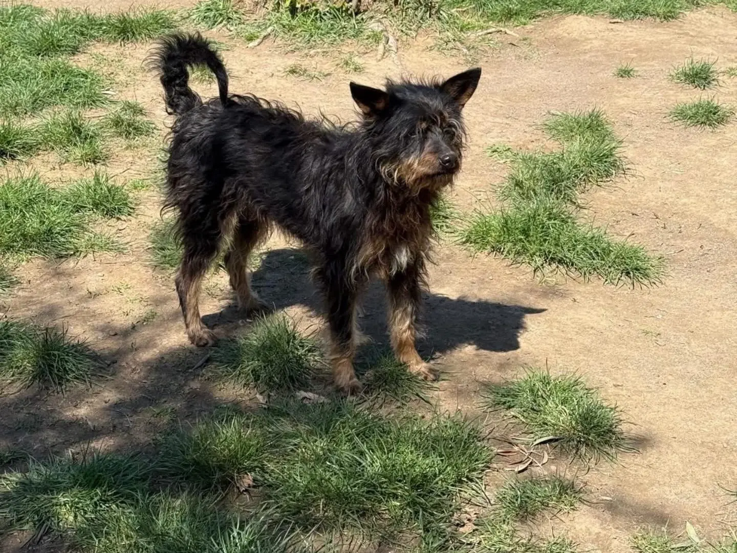 Vuoi adottare un cane a Viterbo?