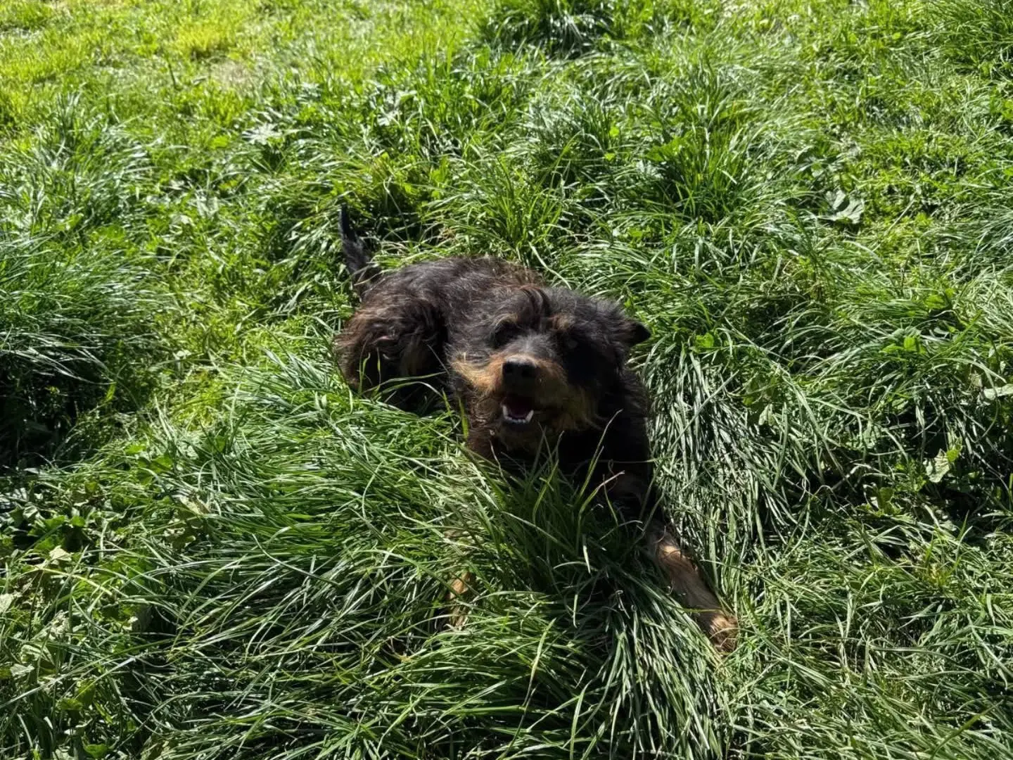 Adotta un cane, taglia media contenuta, maschio, Viterbo