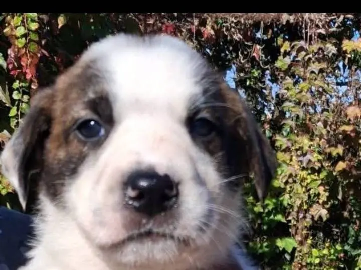 Adozione cane, femmina, Pastore maremmano Razza sconosciuta, 1 anno, taglia grande, Siracusa