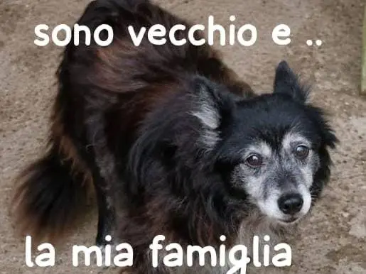 Adozione cane, maschio, Razza sconosciuta Razza sconosciuta, 10 anni e 3 mesi, taglia media contenuta, Bolzano