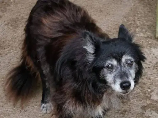 Adotta un cane, maschio, 10 anni e 3 mesi, Bolzano