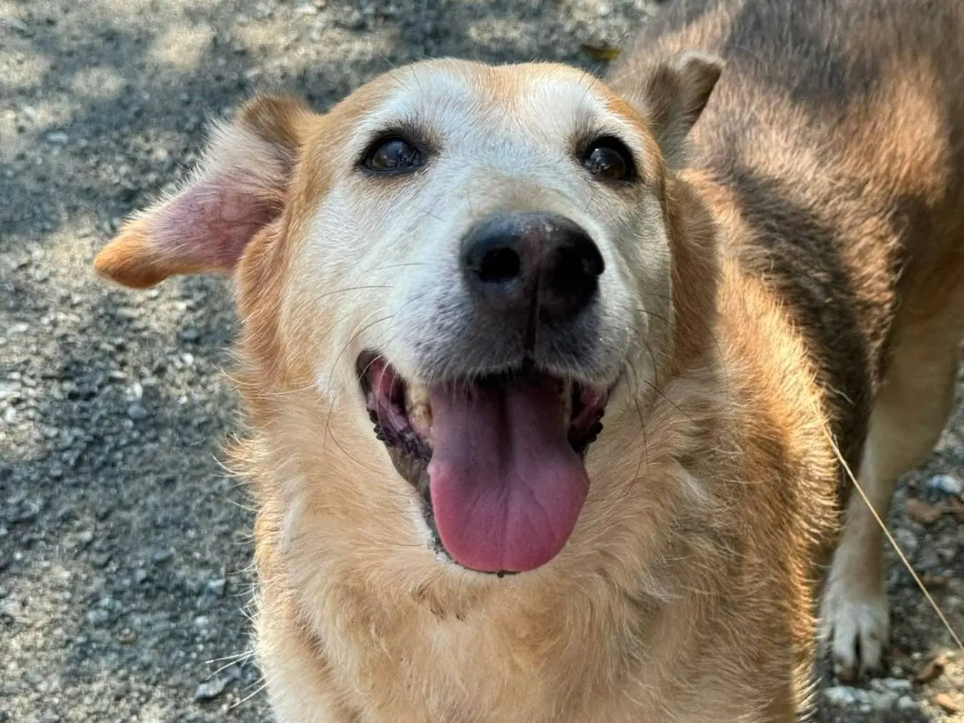 Adotta un cane, femmina, 8 anni e 11 mesi, Firenze