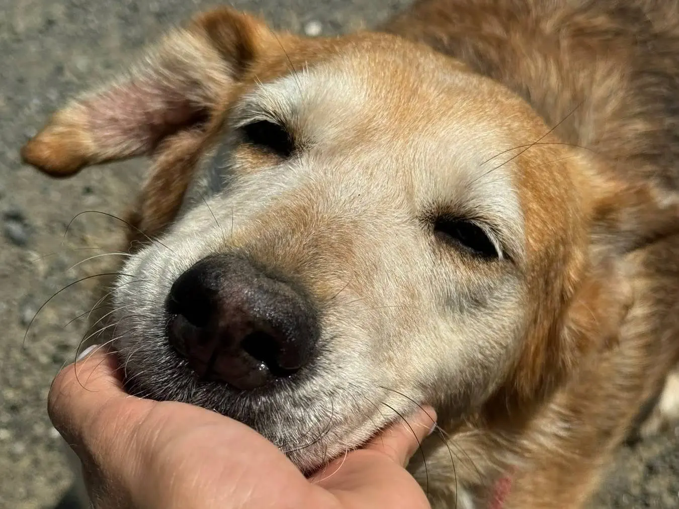 Adozione cane, femmina, Razza sconosciuta Razza sconosciuta, 8 anni e 11 mesi, taglia media, Firenze