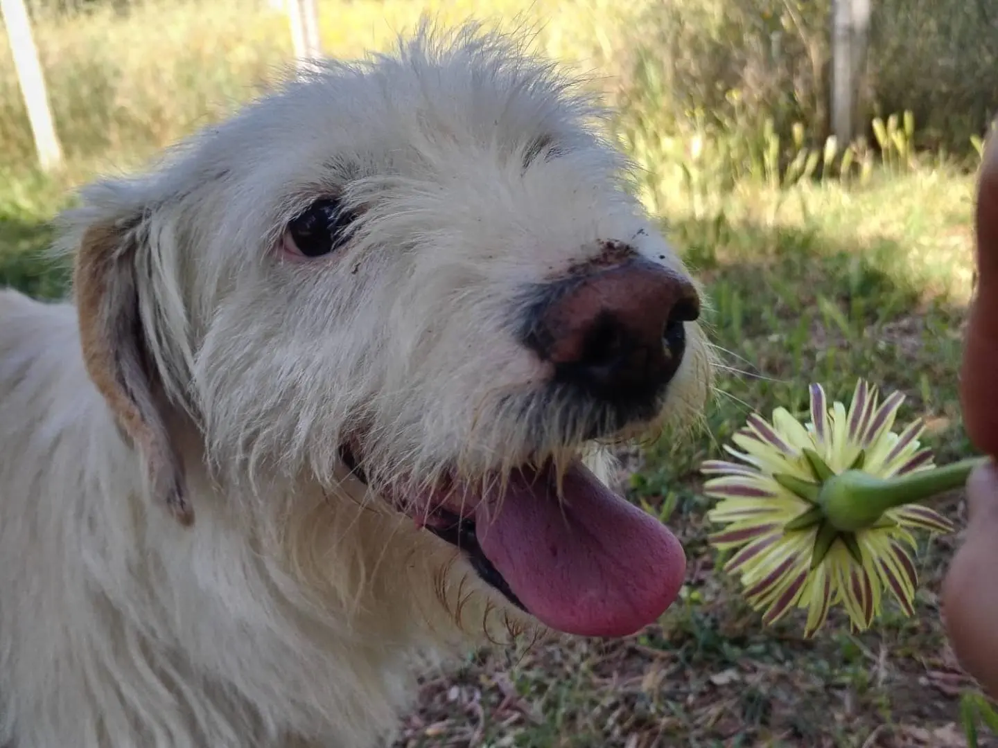 Adozione cane, maschio, Razza sconosciuta Razza sconosciuta, 7 anni e 7 mesi, taglia media contenuta, Viterbo