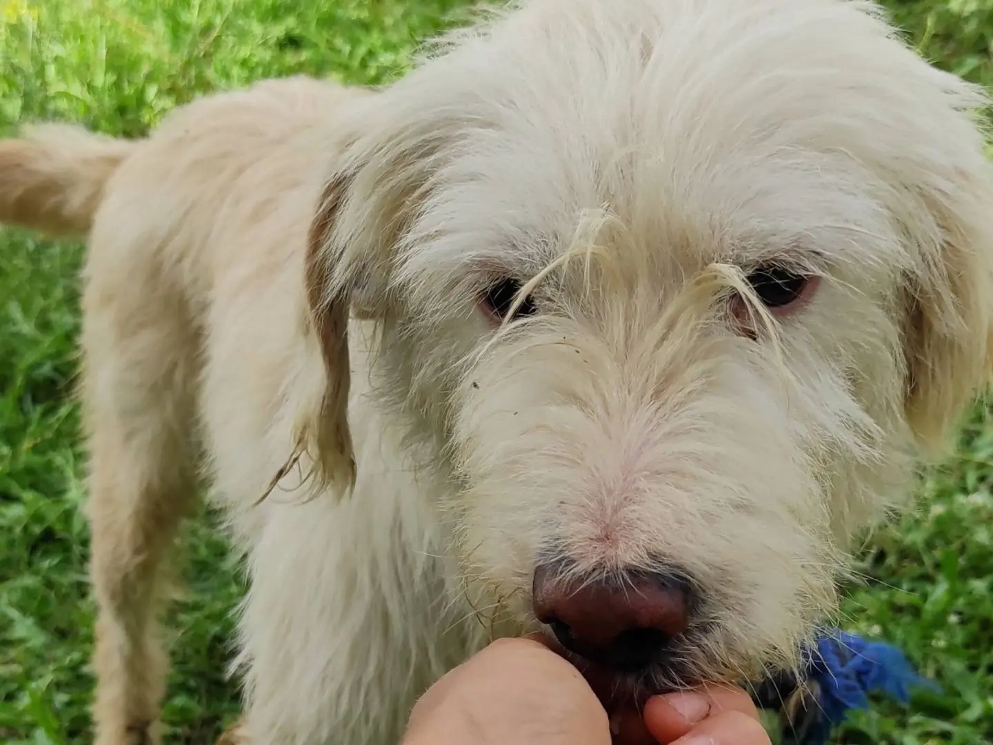 Adotta un cane, maschio, 7 anni e 7 mesi, Viterbo