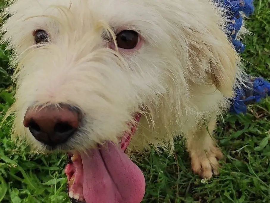 Vuoi adottare un cane a Viterbo?