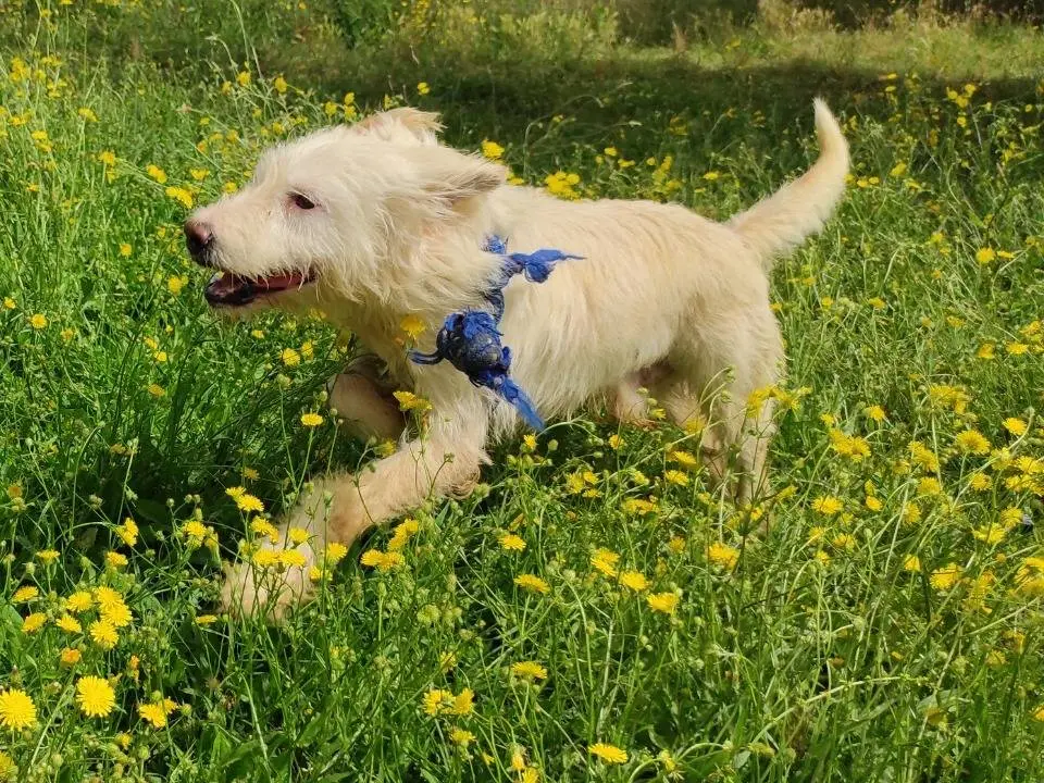 Adotta un cane, taglia media contenuta, maschio, Viterbo