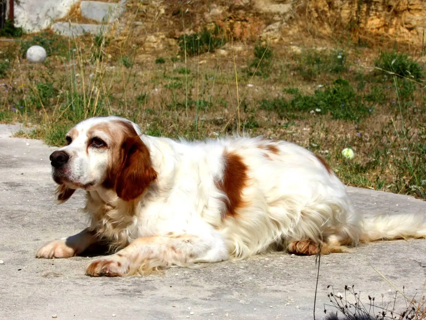Foto 3 dell'animale