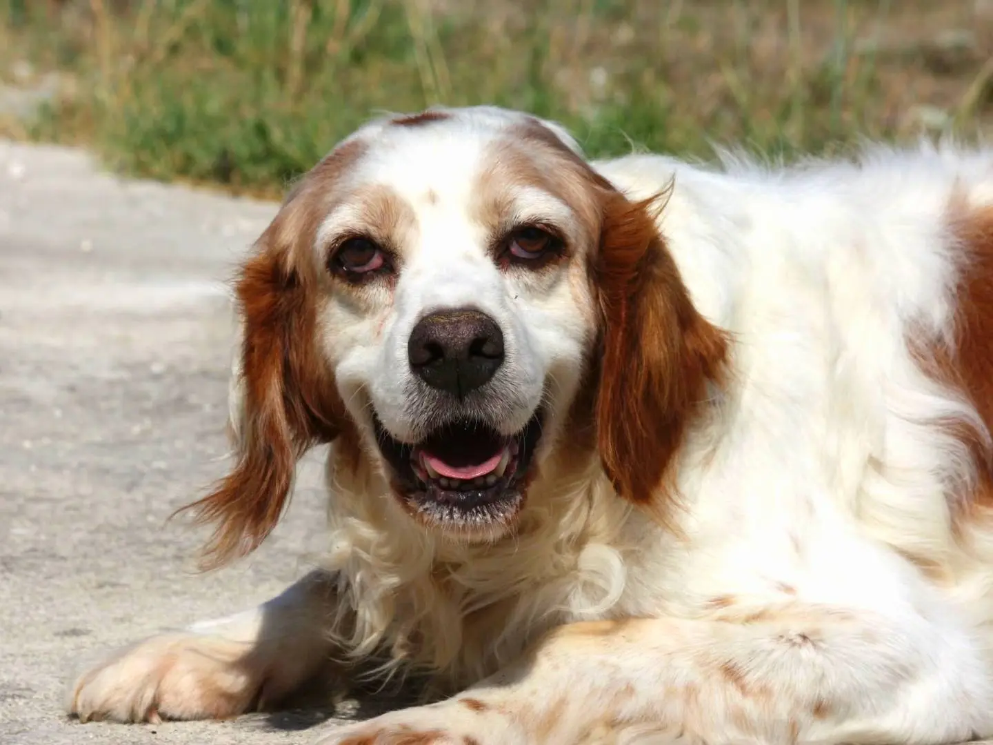 Adotta un cane, maschio, 11 anni e 6 mesi, Bari
