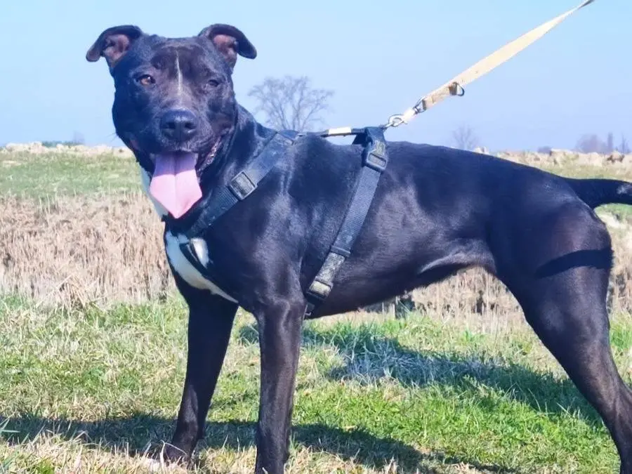 Adozione cane, femmina, Razza sconosciuta Razza sconosciuta, 5 anni e 7 mesi, taglia media, Mantova