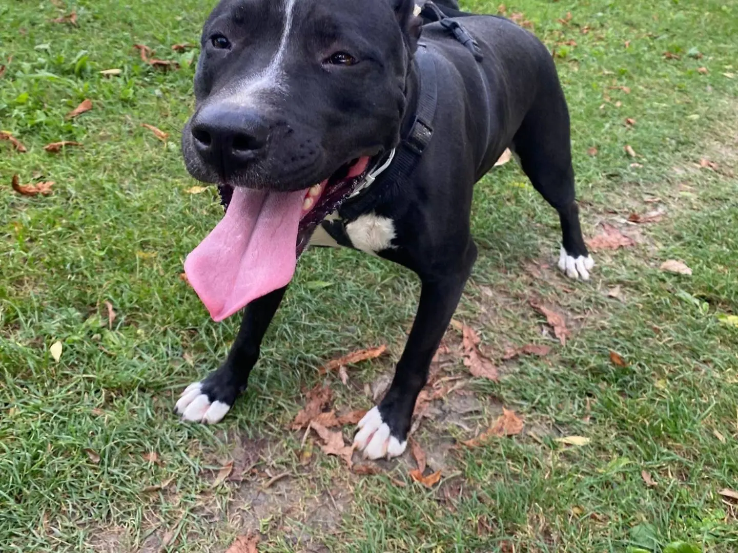 Vuoi adottare un cane a Mantova?