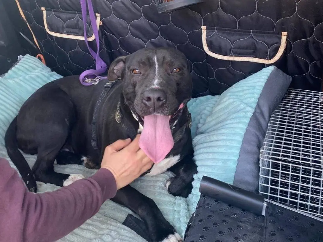 Adotta un cane, taglia media, femmina, Mantova