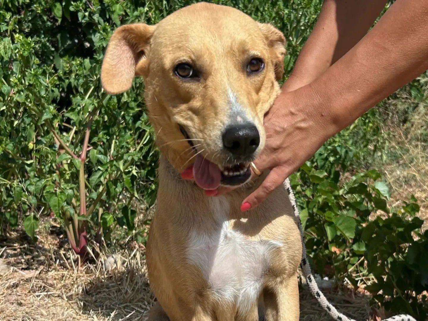 Adotta un cane, femmina, 2 anni e 6 mesi, Trapani