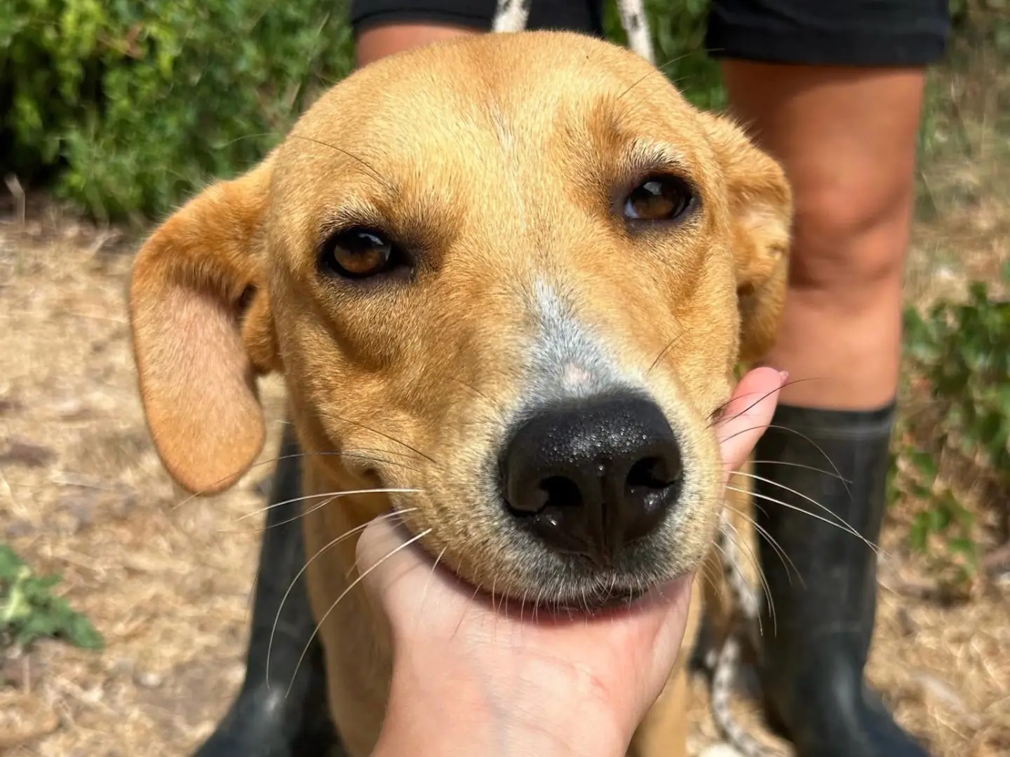Adozione cane, femmina, Razza sconosciuta Razza sconosciuta, 2 anni e 6 mesi, taglia media, Trapani