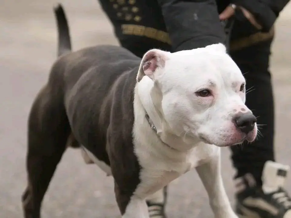 Adotta un cane, taglia media, maschio, Cremona