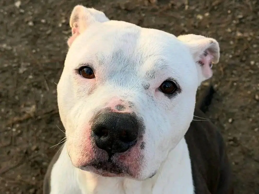 Adozione cane, maschio, Pitbull Razza sconosciuta, 7 anni e 6 mesi, taglia media, Cremona
