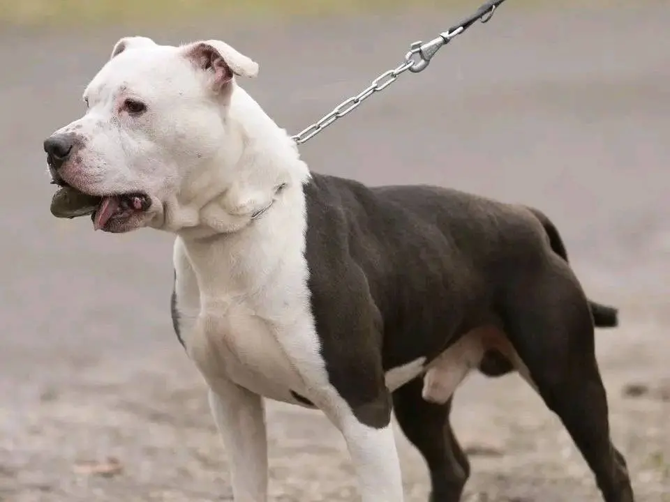 Adotta un cane, maschio, 7 anni e 6 mesi, Cremona
