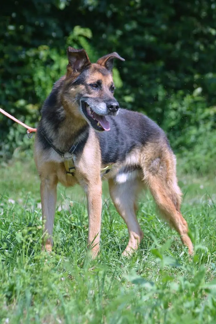 Vuoi adottare un cane a Como?