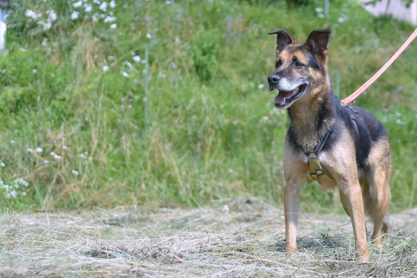 Adotta un cane, taglia media, maschio, Como