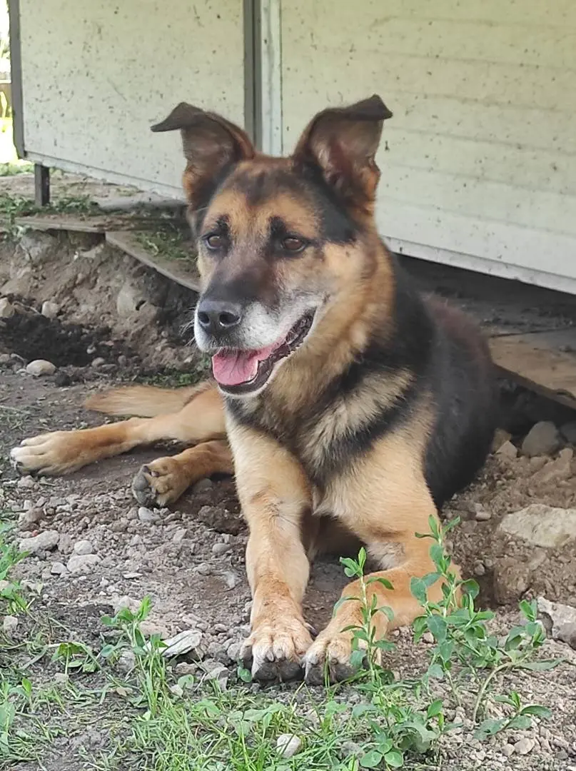 Adozione cane, maschio, Pastore tedesco, 10 anni e 9 mesi, taglia media, Como
