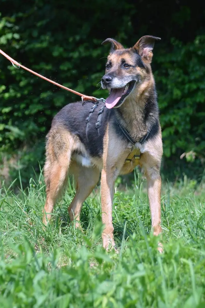 Adotta un cane, maschio, 10 anni e 9 mesi, Como