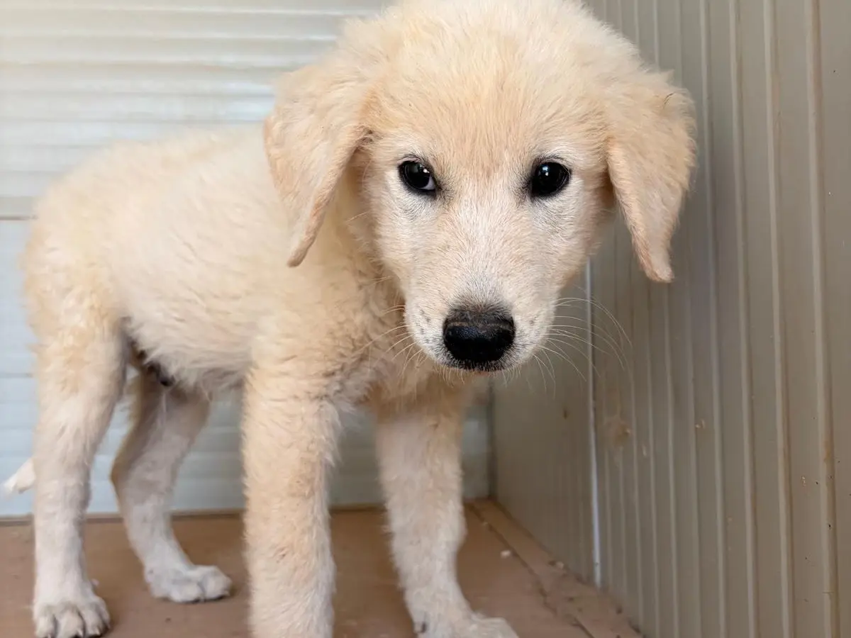 Adozione cane, maschio, Razza sconosciuta Razza sconosciuta, 4 mesi, taglia media, Taranto