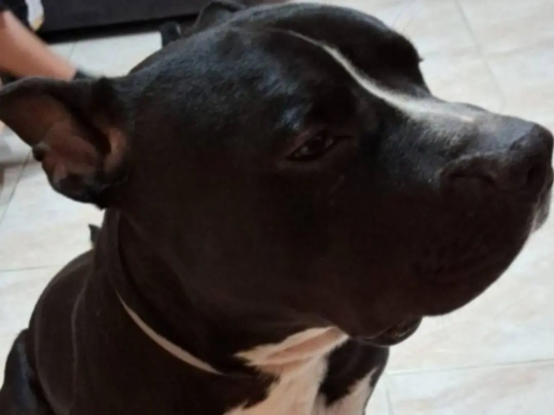 Adotta il cane Ares a Mantova