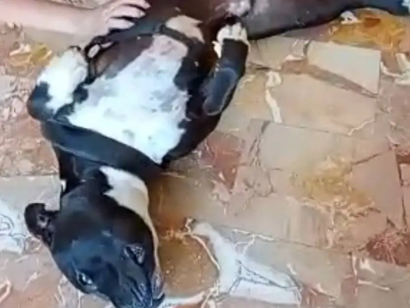Vuoi adottare un cane a Mantova?