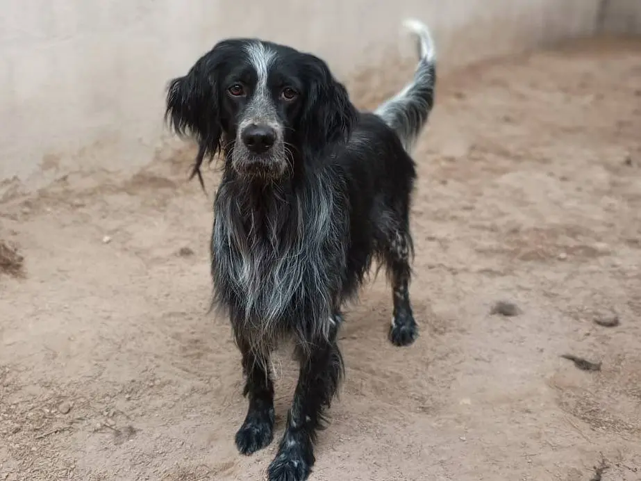 Adotta il cane IULIUS a Caserta