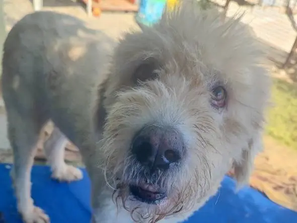 Adozione cane, femmina, Razza sconosciuta Razza sconosciuta, 4 anni e 10 mesi, taglia piccola, Napoli