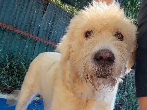 Adotta un cane, femmina, 4 anni e 10 mesi, Napoli