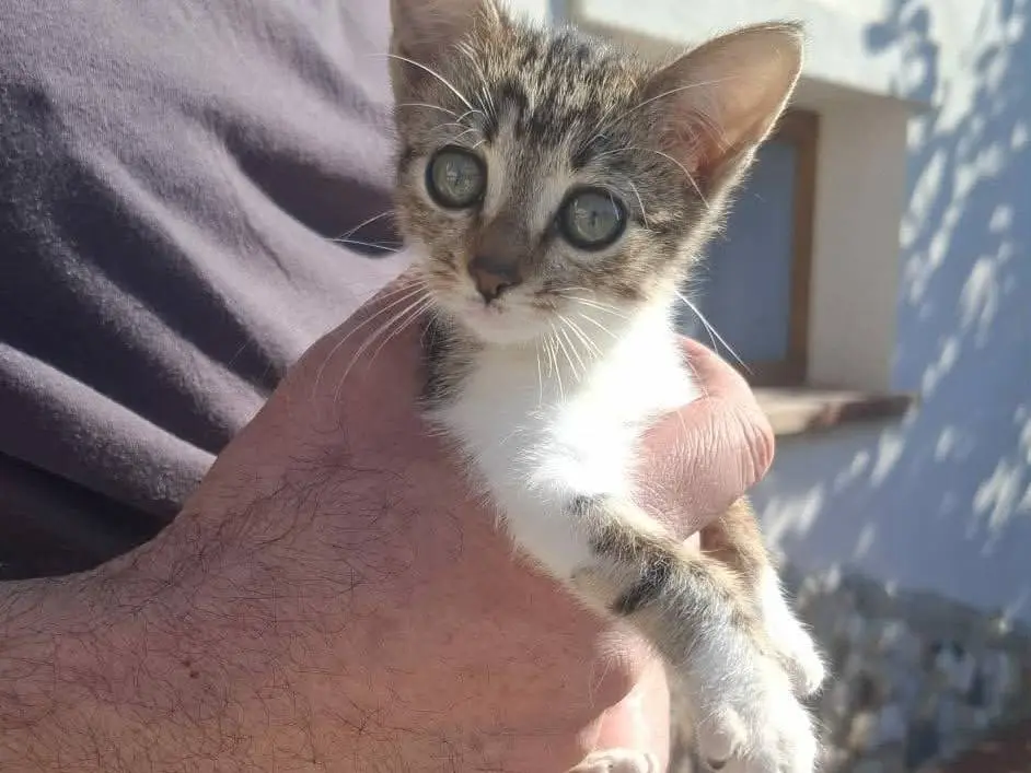 Adozione gatto, femmina, Razza sconosciuta Razza sconosciuta, 1 anno, taglia non valida, Catania