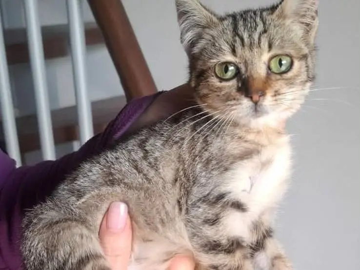 Adotta un gatto, femmina, 1 anno, Catania