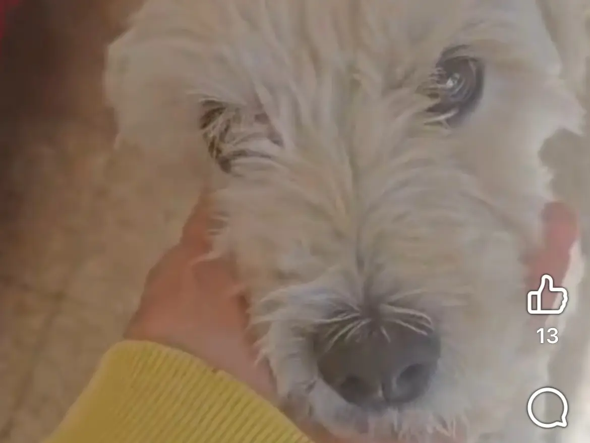 Adotta un cane, maschio, 2 anni, Caserta
