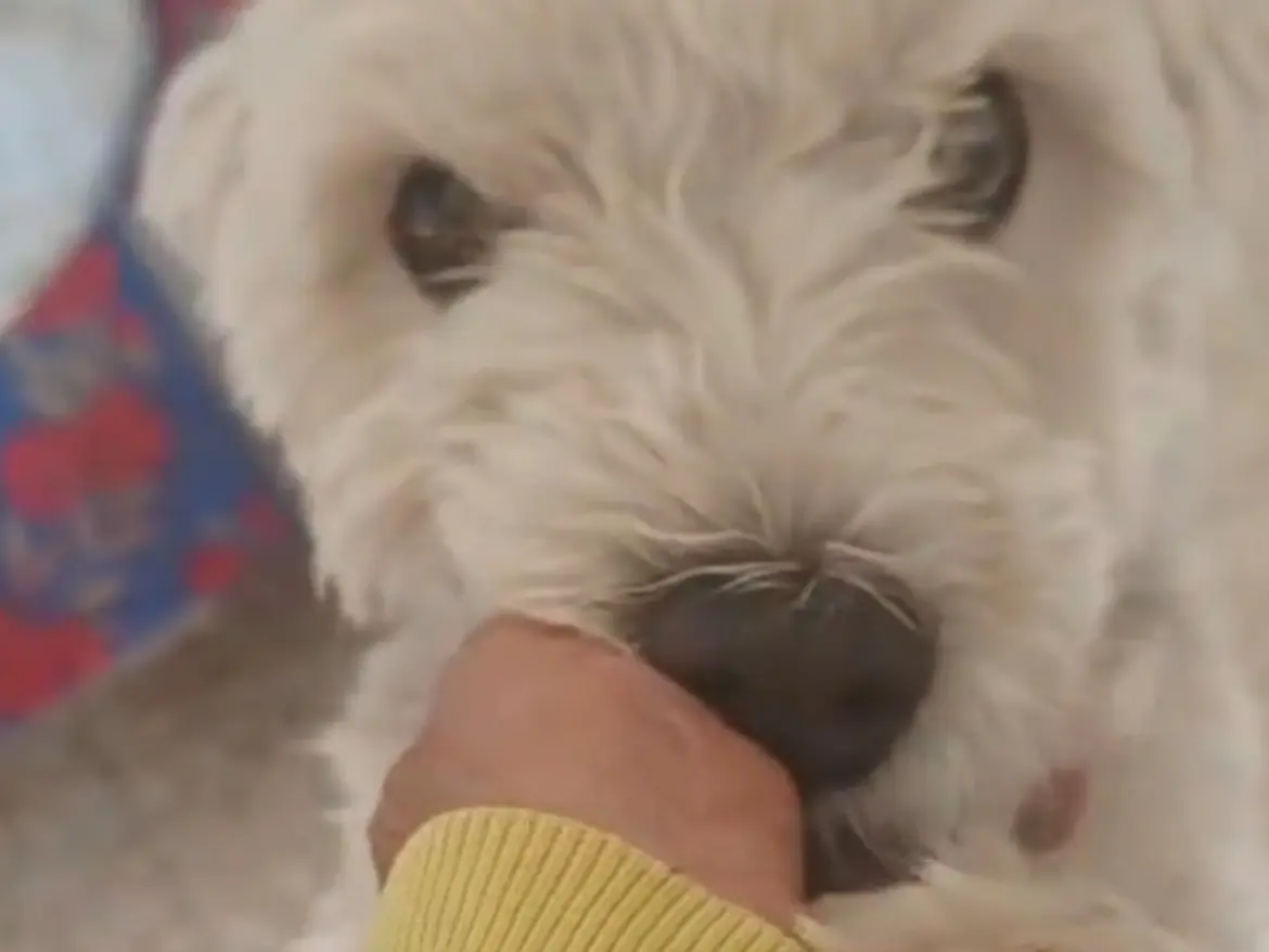 Adozione cane, maschio, Maltese Razza sconosciuta, 2 anni, taglia piccola, Caserta