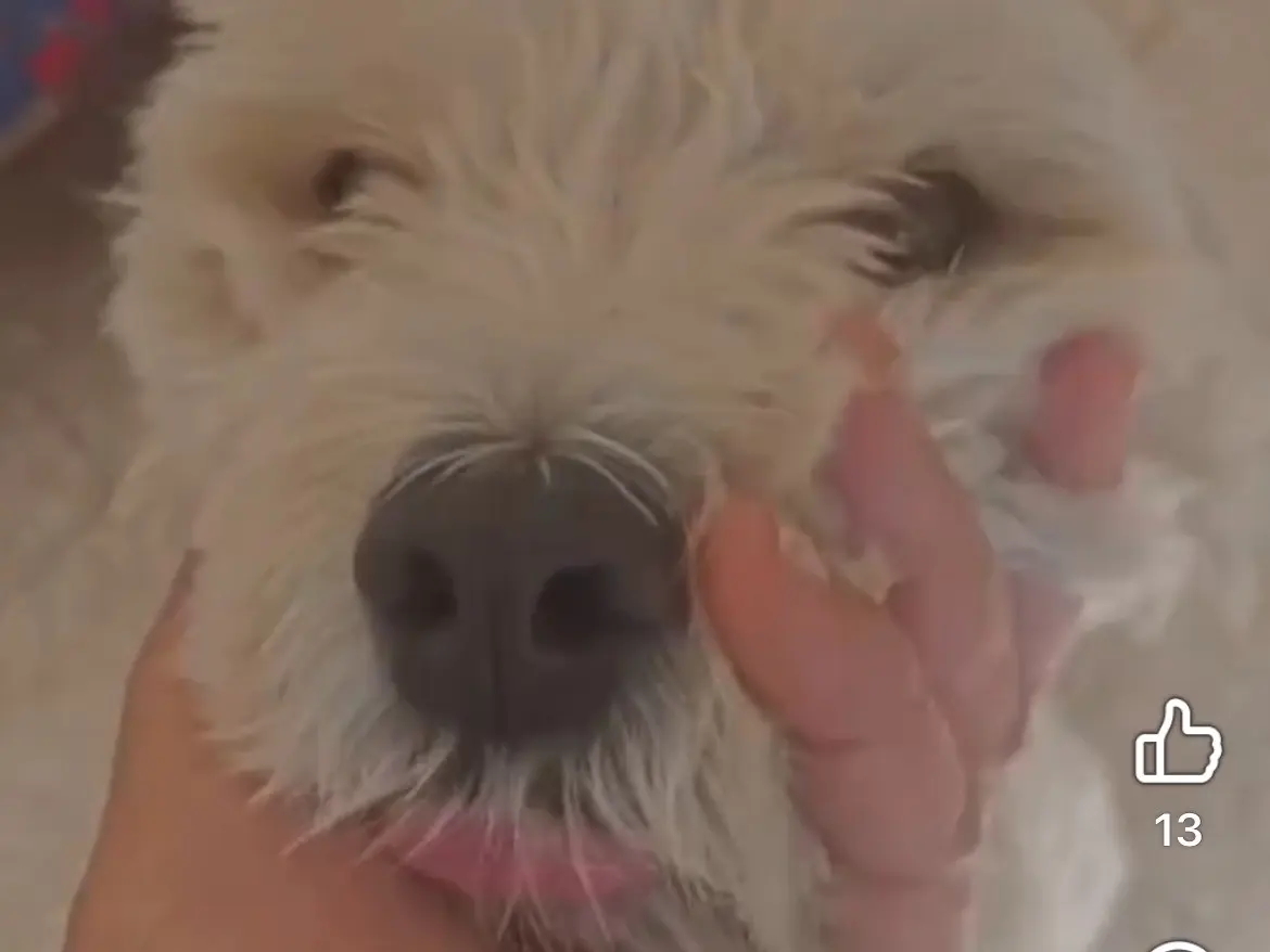 Adotta il cane FIOCCO a Caserta