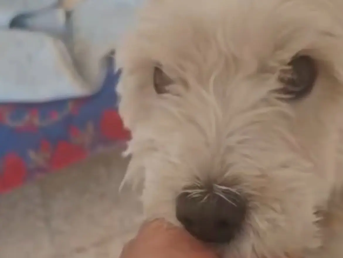 Adotta un cane, taglia piccola, maschio, Caserta