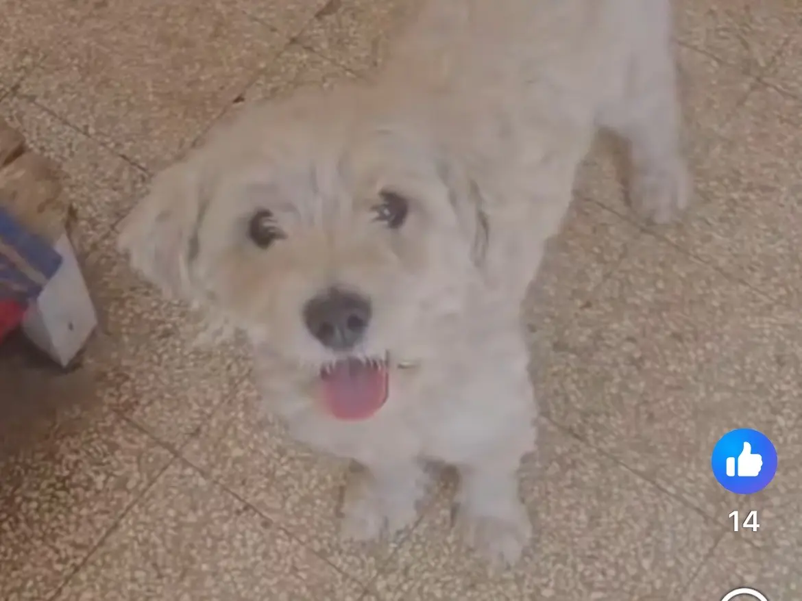 Vuoi adottare un cane a Caserta?