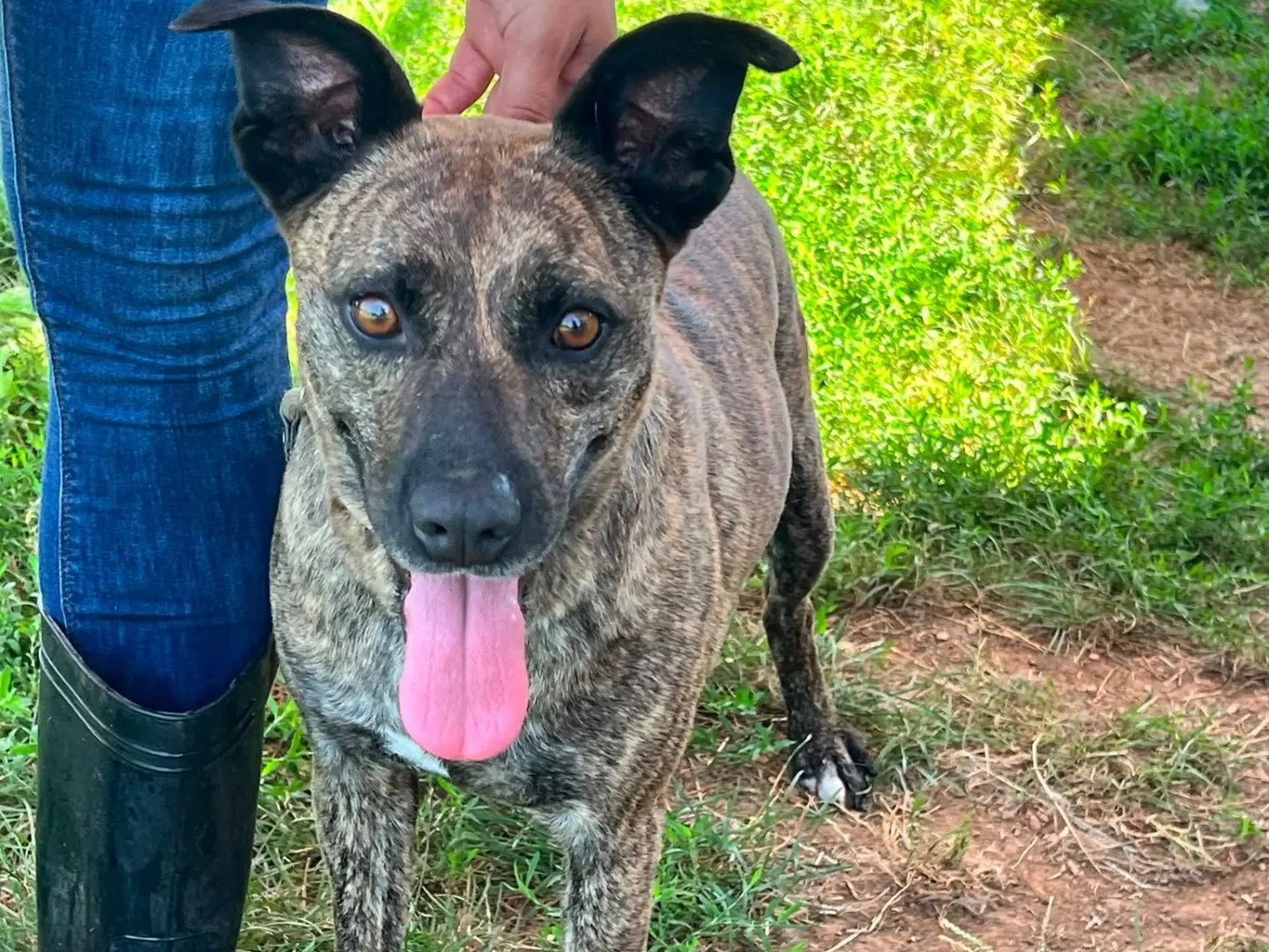 Adotta un cane, maschio, 3 anni e 9 mesi, Frosinone