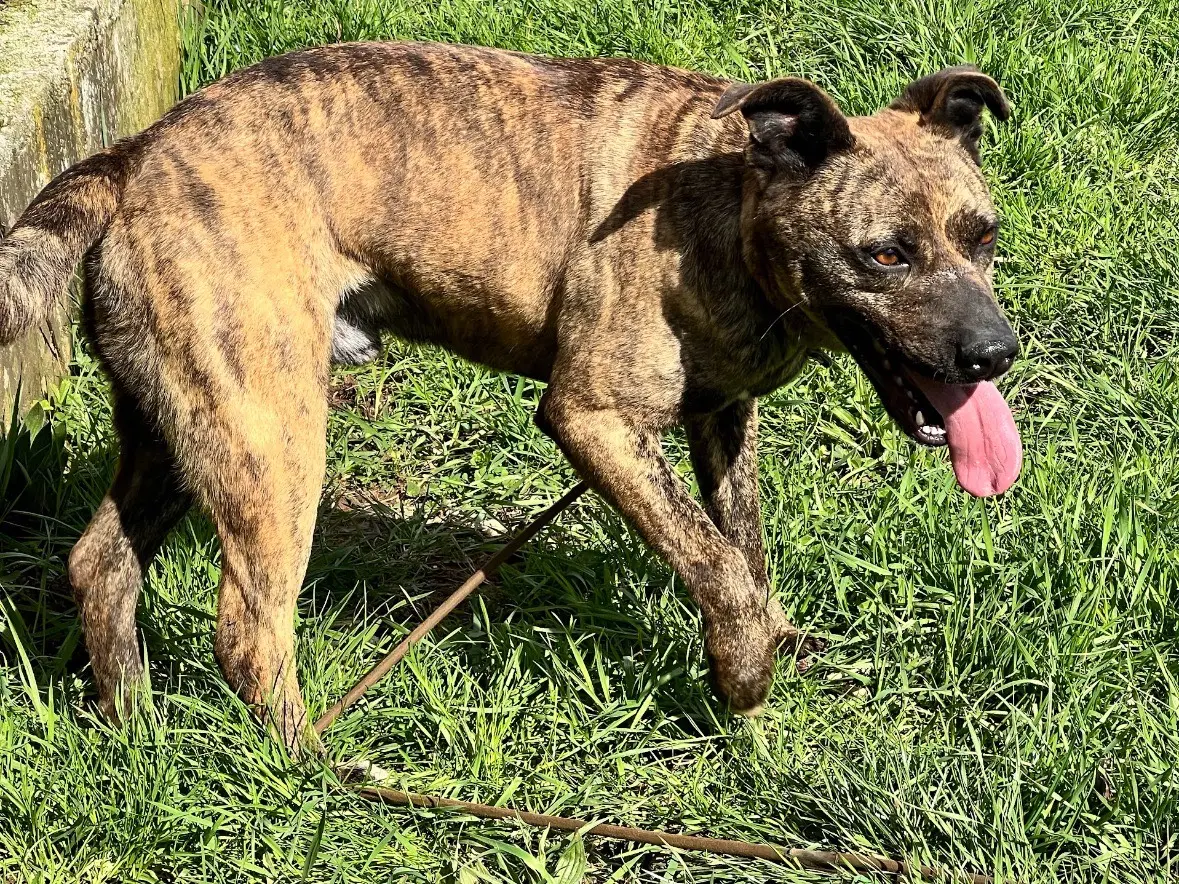 Vuoi adottare un cane a Frosinone?