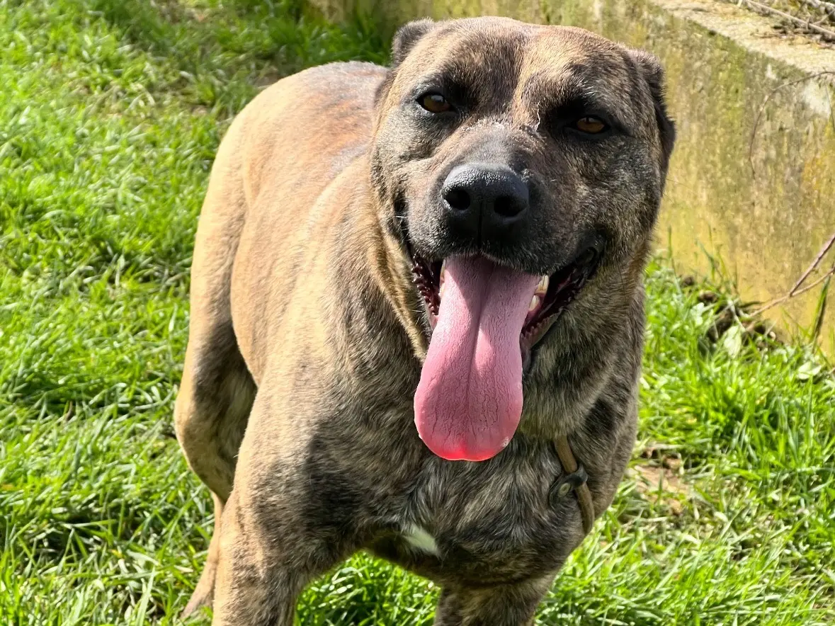 Adotta un cane, taglia media contenuta, maschio, Frosinone