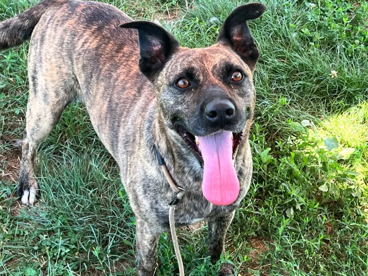Adozione cane, maschio, Razza sconosciuta Razza sconosciuta, 3 anni e 9 mesi, taglia media contenuta, Frosinone