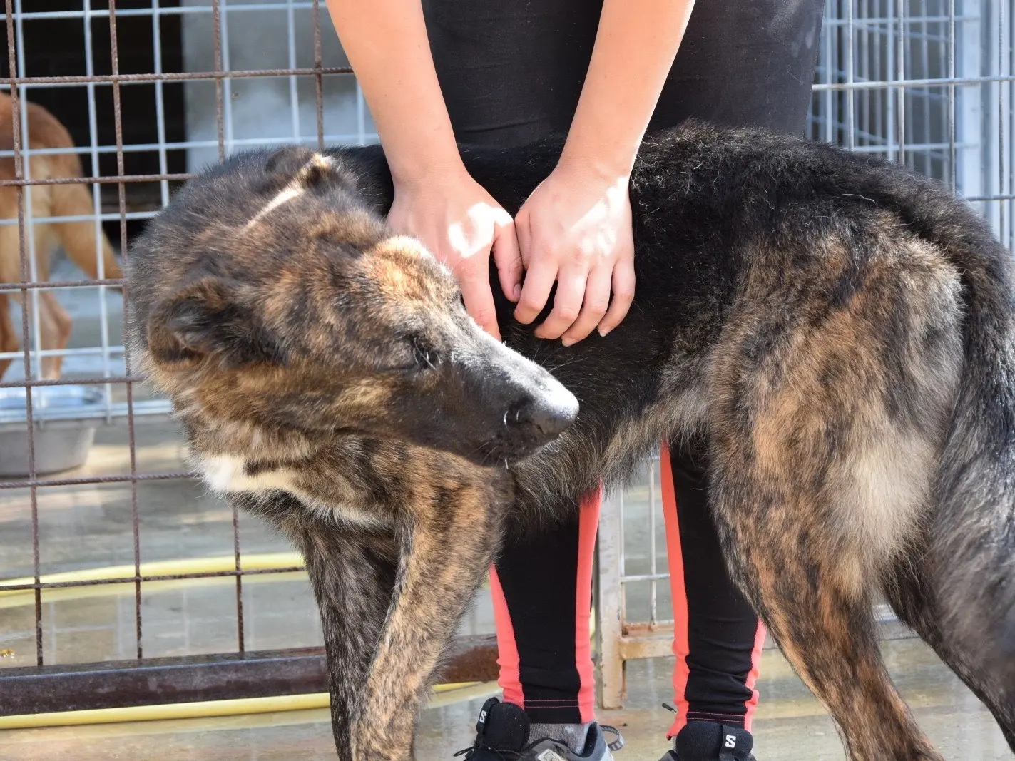 Adotta il cane Jill a Pescara