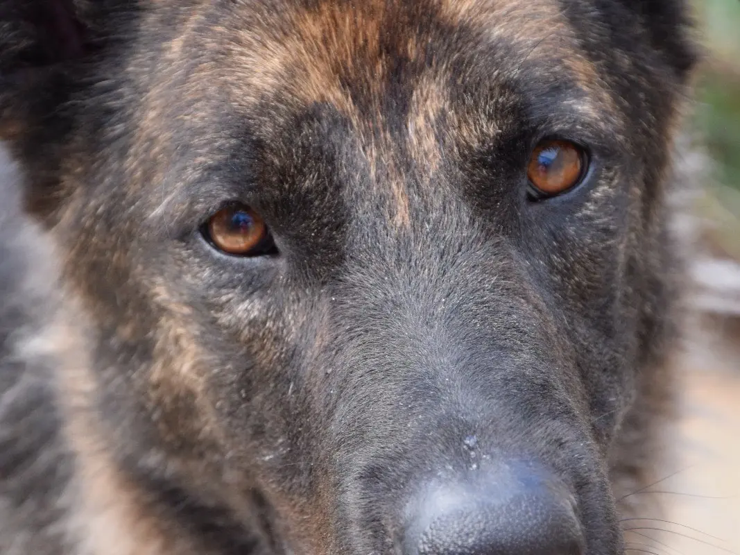 Adozione cane, maschio, Razza sconosciuta Razza sconosciuta, 3 anni e 10 mesi, taglia grande, Pescara