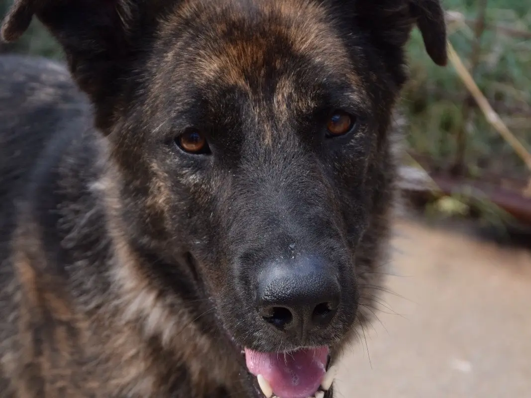 Adotta un cane, maschio, 3 anni e 10 mesi, Pescara