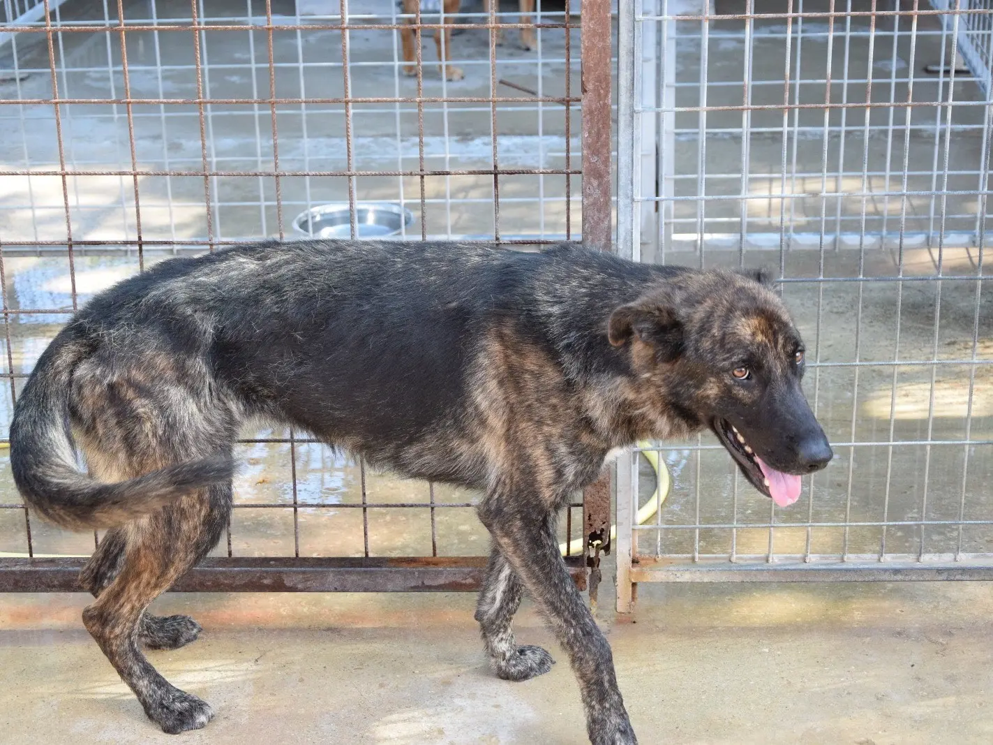 Adotta un cane, taglia grande, maschio, Pescara