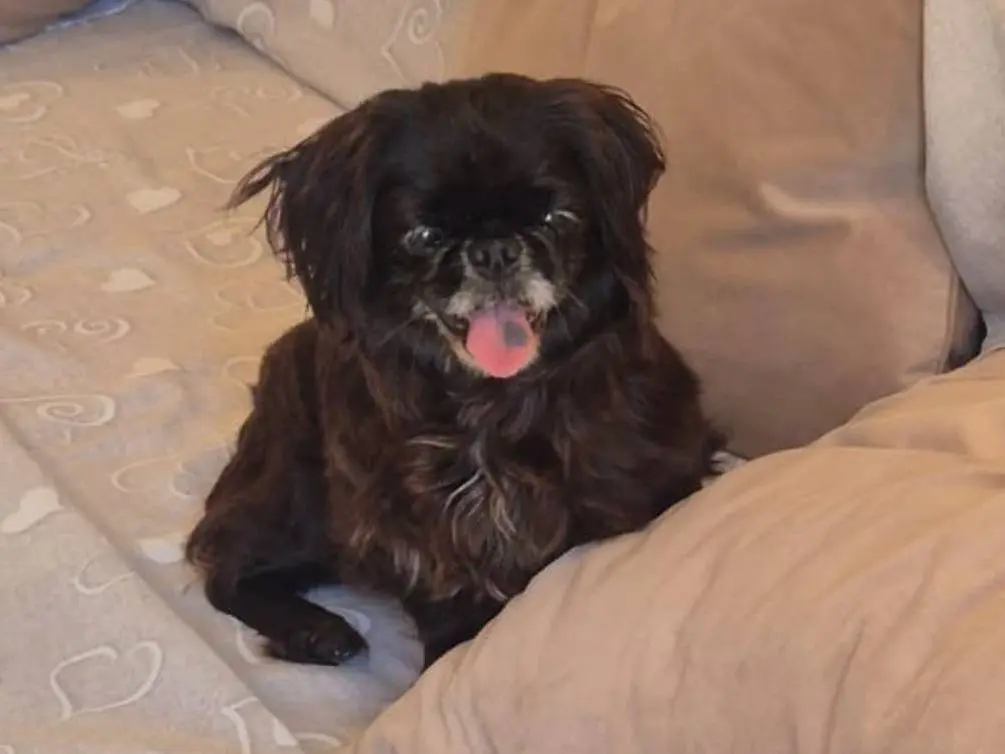 Adozione cane, femmina, Pechinese Razza sconosciuta, 9 anni e 1 mese, taglia piccola, Latina