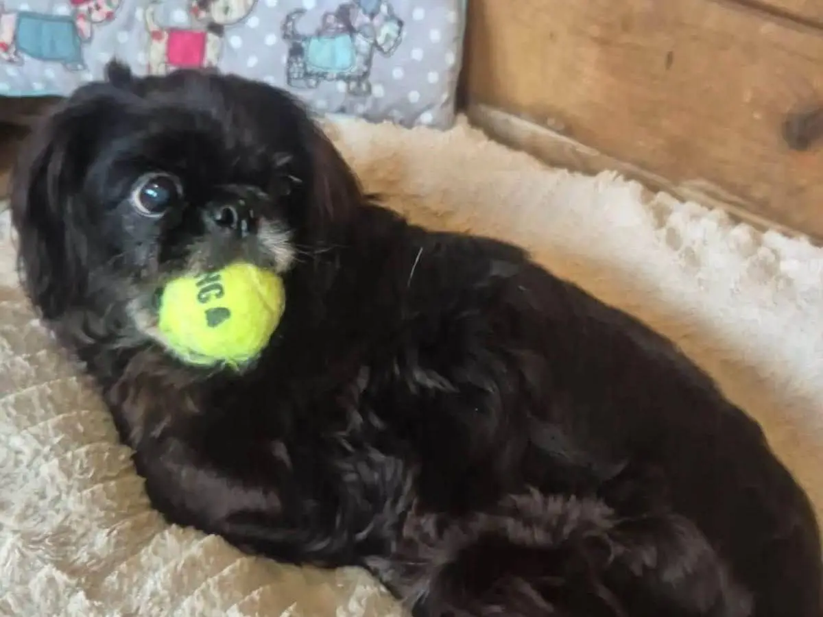 Adotta un cane, femmina, 9 anni e 1 mese, Latina
